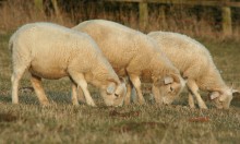Three Wiltshire hoggets
