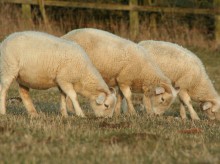 Three Wiltshire hoggets